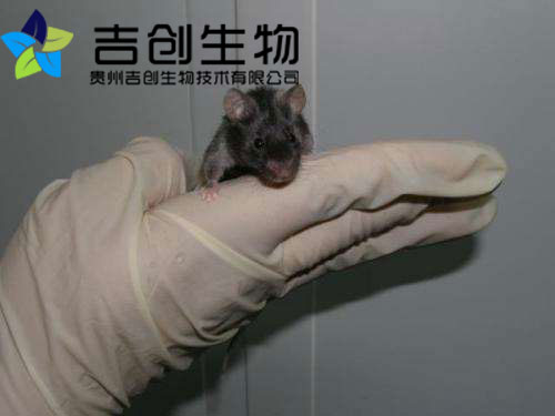 貴陽<a href='http://www.youxiqipai.com/' target='_blank'>生物實驗</a>中心 貴陽生物實驗中心