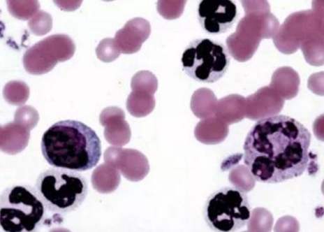 貴陽<a href='http://www.youxiqipai.com/' target='_blank'>生物實(shí)驗(yàn)</a>中心 貴陽生物實(shí)驗(yàn)中心